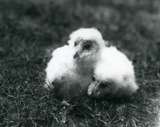 A pair of Barn Owl chicks at London Zoo